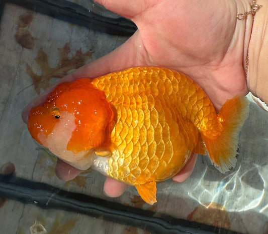 Red Ranchu (F, 5'') - Lunar Fancies