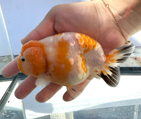 Sakura Ranchu (F, 5'') - Lunar Fancies