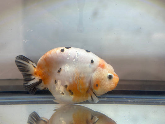 Tri - Color Ranchu (F, 4.5'') - Lunar Fancies