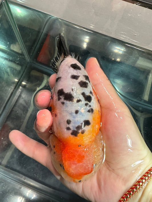 Tri - Color Ranchu (M, 5'') - Lunar Fancies