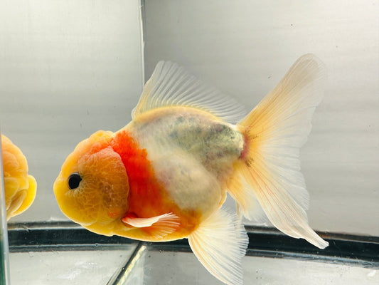Yellow Capped Oranda (M, 4.5'') - Lunar Fancies