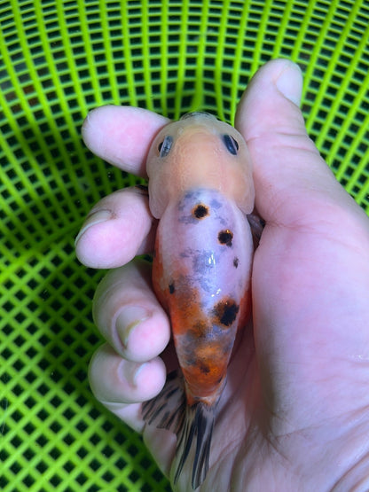 3" Calico Ranchu Goldfish – Calico B (Individual Fish) - Lunar Fancies