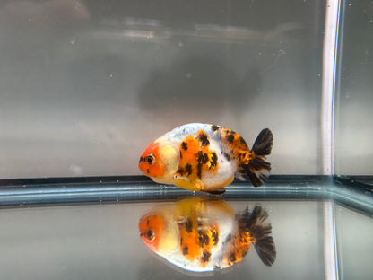 3" Calico Ranchu Goldfish – Calico C (Individual Fish) - Lunar Fancies