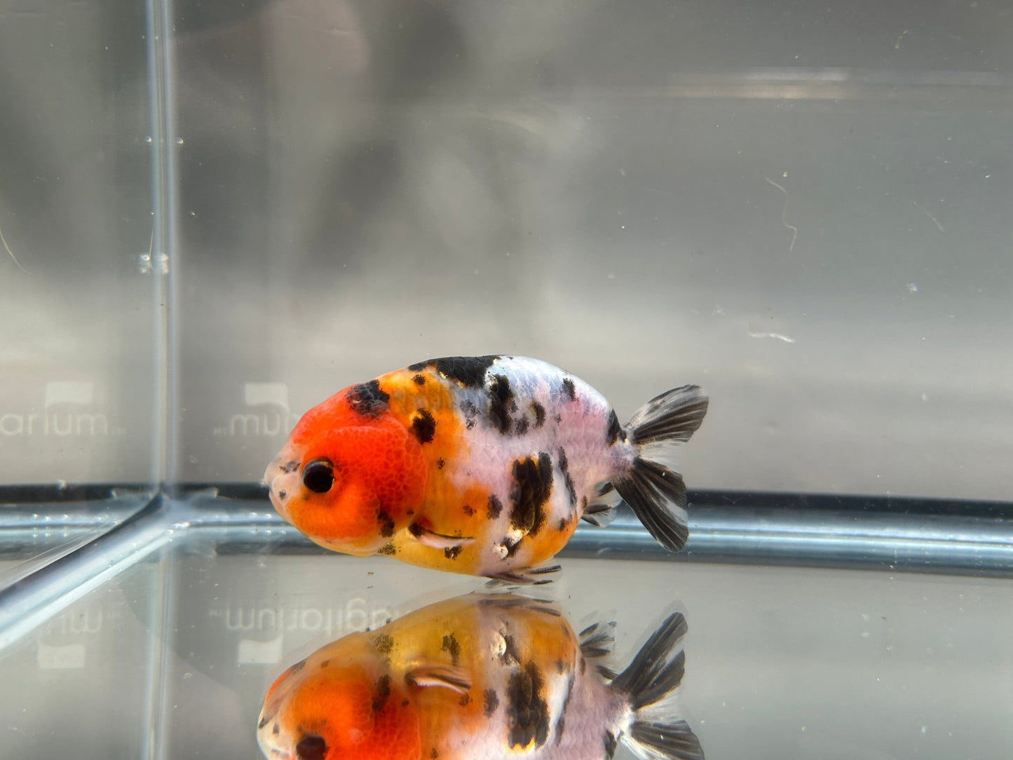 3" Calico Ranchu Goldfish – Calico D (Individual Fish) - Lunar Fancies