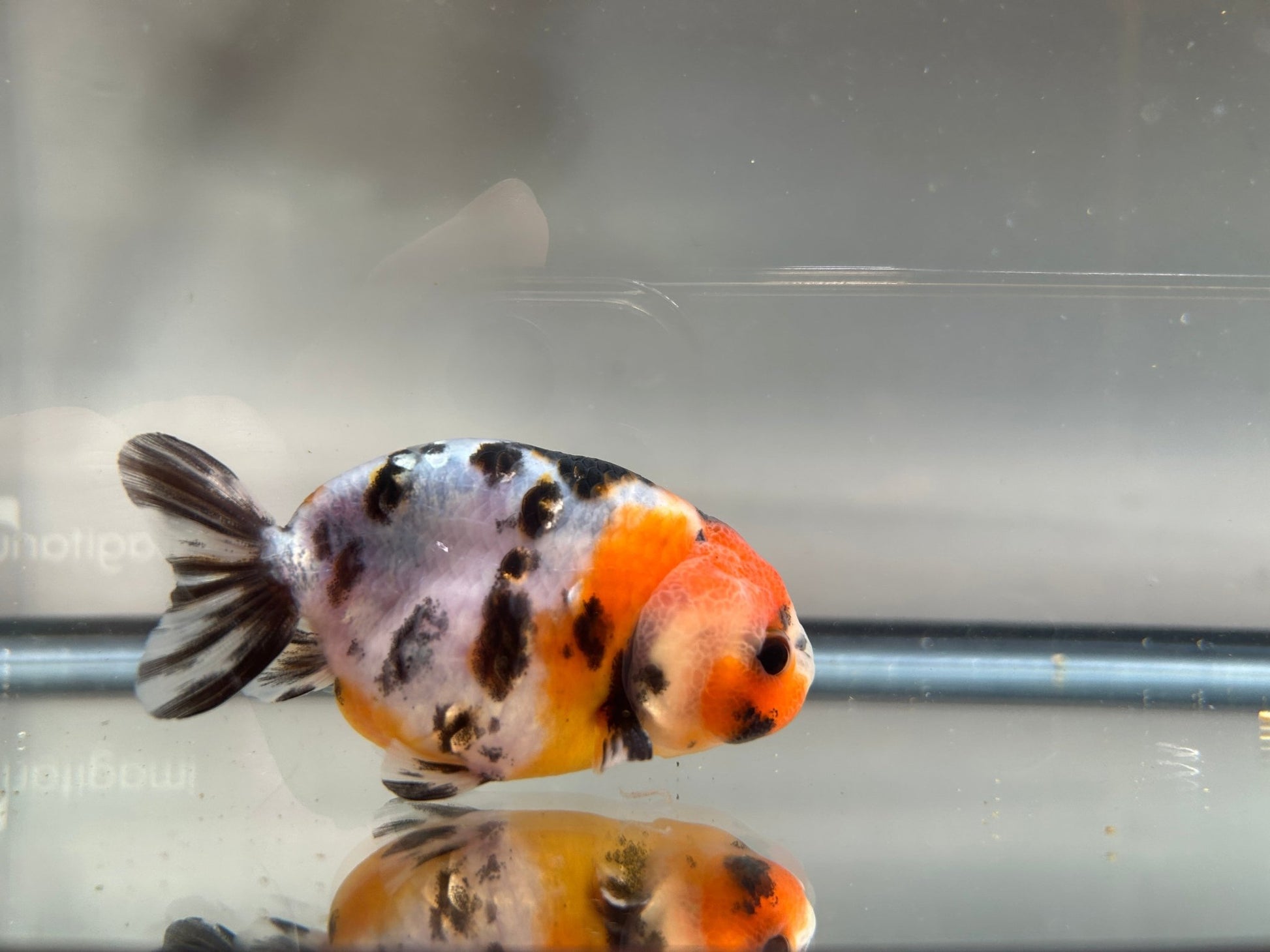 3" Calico Ranchu Goldfish – Calico D (Individual Fish) - Lunar Fancies