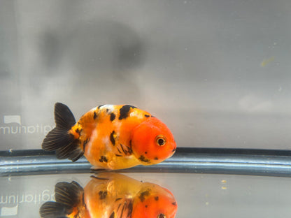 3" Calico Ranchu Goldfish – Calico E (Individual Fish) - Lunar Fancies