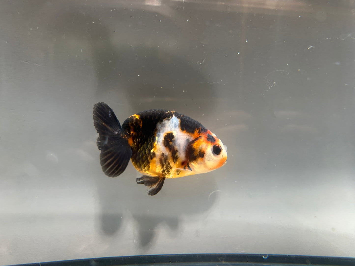 3" Calico Ranchu Goldfish – Calico F (Individual Fish) - Lunar Fancies