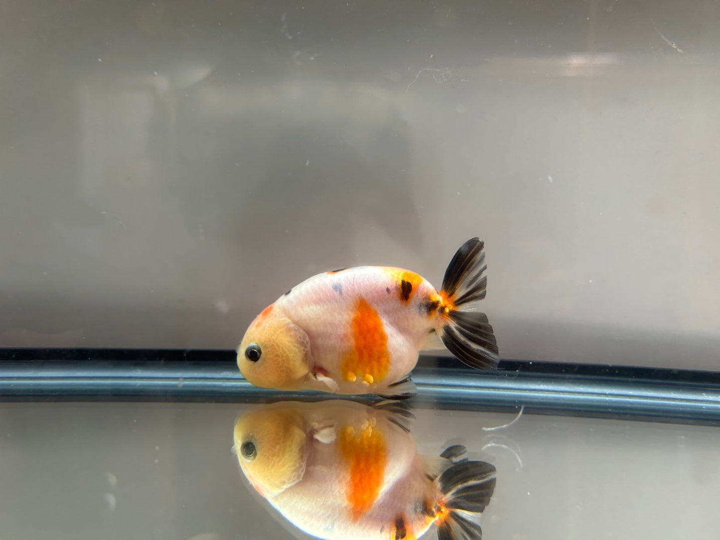 3" Calico Ranchu Goldfish – Calico G (Individual Fish) - Lunar Fancies
