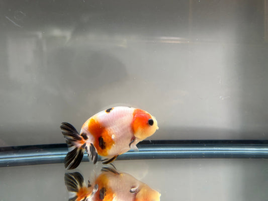 3" Calico Ranchu Goldfish – Calico G (Individual Fish) - Lunar Fancies