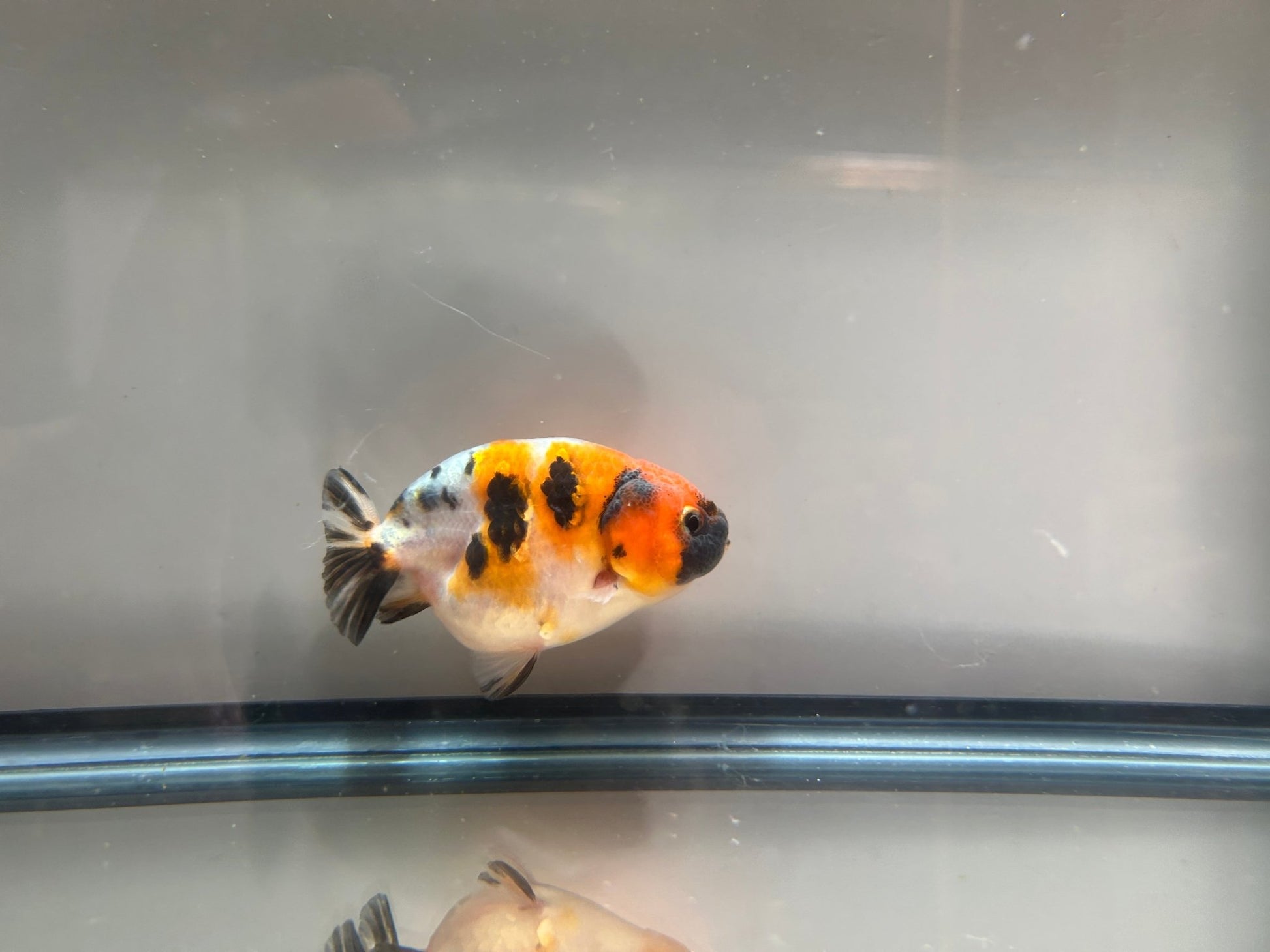 3" Calico Ranchu Goldfish – Calico H (Individual Fish) - Lunar Fancies