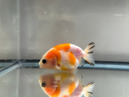 3" Calico Ranchu Goldfish – Calico I (Individual Fish) - Lunar Fancies