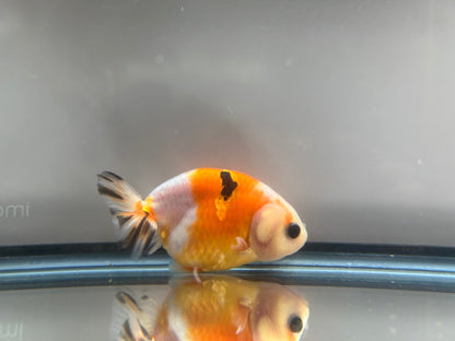 3" Calico Ranchu Goldfish – Calico I (Individual Fish) - Lunar Fancies