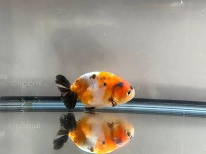 3" Calico Ranchu Goldfish – Calico K (Individual Fish) - Lunar Fancies