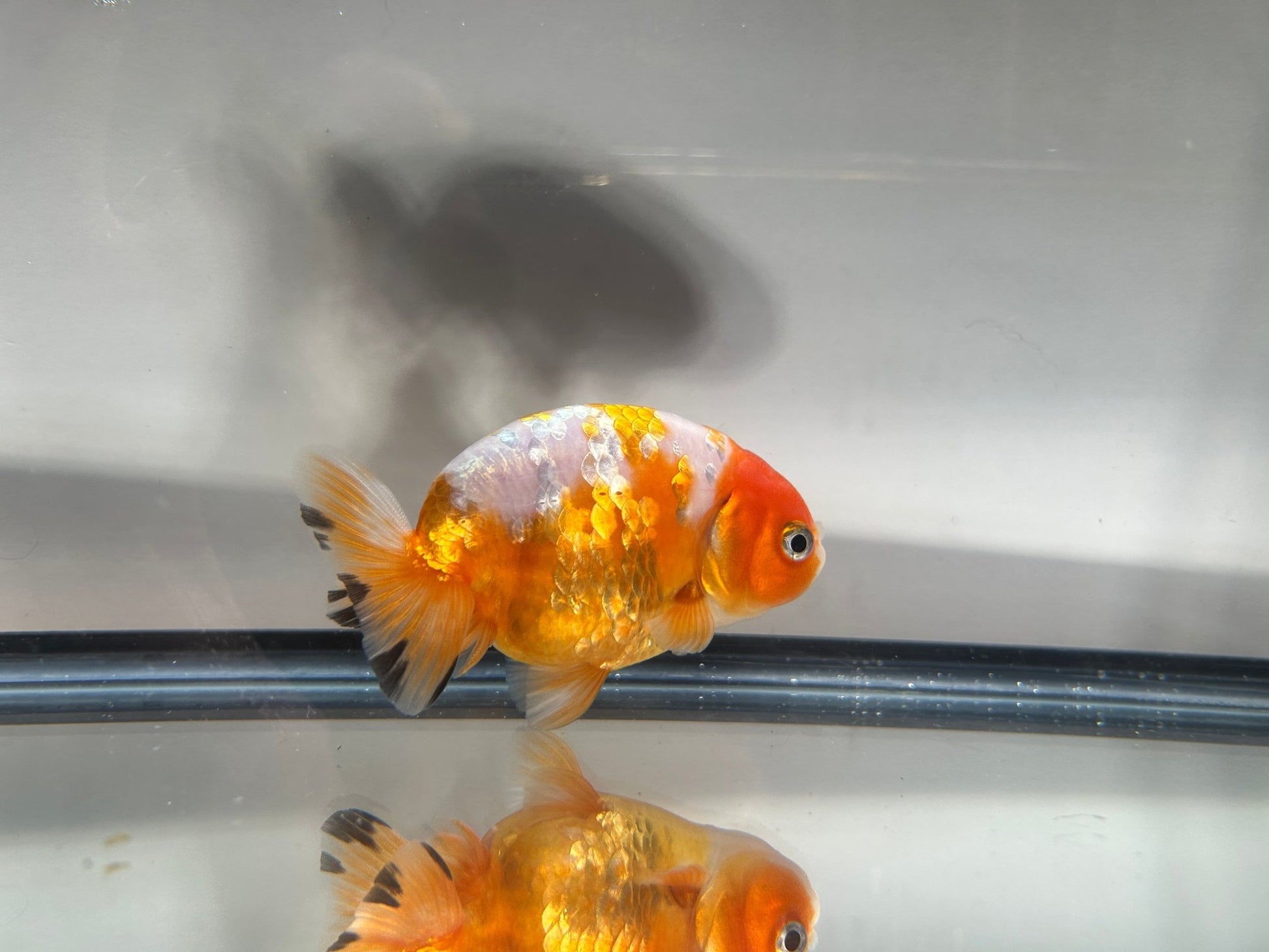 3" Calico Ranchu Goldfish – Calico L (Individual Fish) - Lunar Fancies
