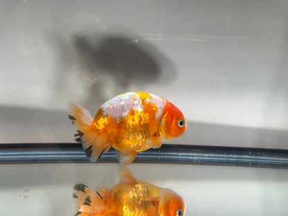 3" Calico Ranchu Goldfish – Calico L (Individual Fish) - Lunar Fancies