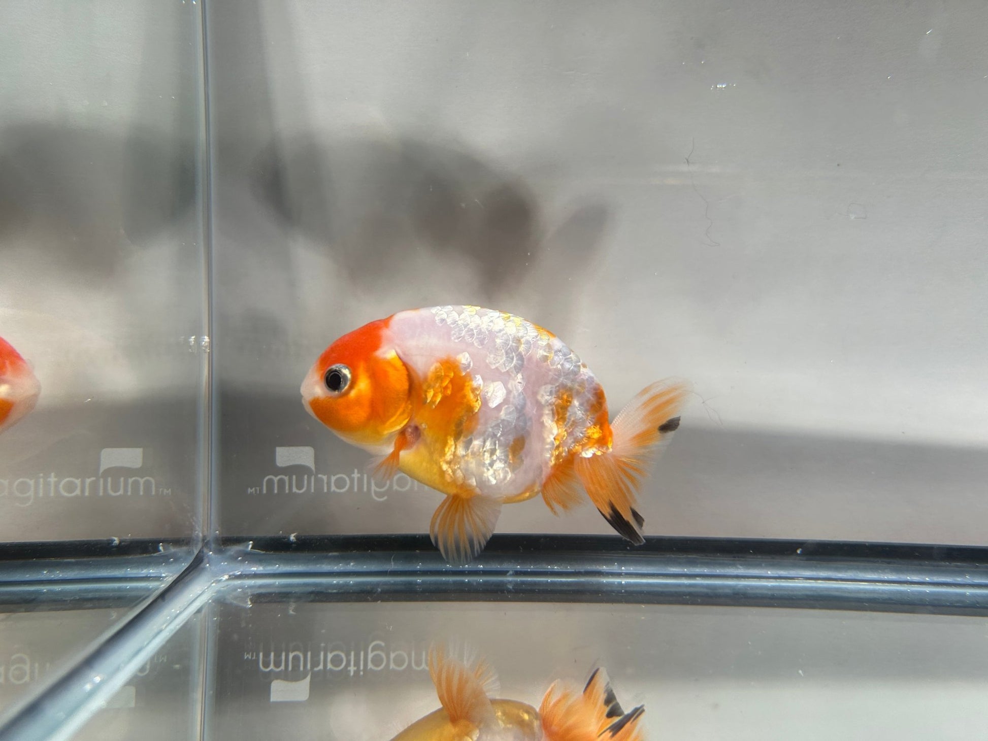 3" Calico Ranchu Goldfish – Calico L (Individual Fish) - Lunar Fancies