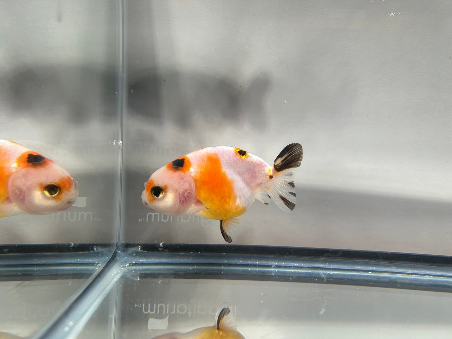 3" Calico Ranchu Goldfish – Calico M (Individual Fish) - Lunar Fancies