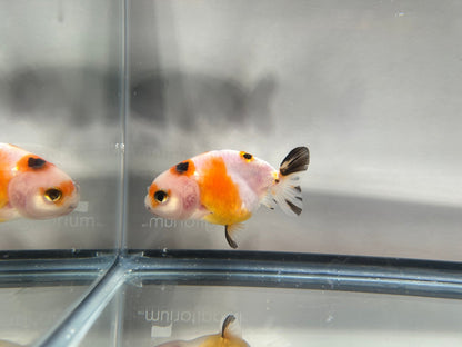 3" Calico Ranchu Goldfish – Calico M (Individual Fish) - Lunar Fancies