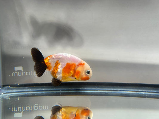3" Calico Ranchu Goldfish – Calico N (Individual Fish) - Lunar Fancies