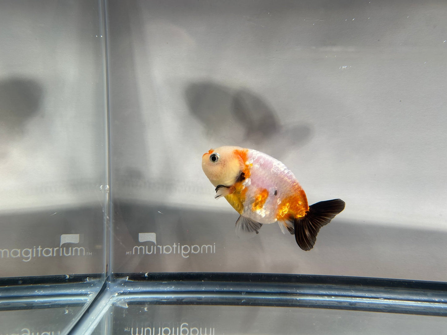 3" Calico Ranchu Goldfish – Calico N (Individual Fish) - Lunar Fancies