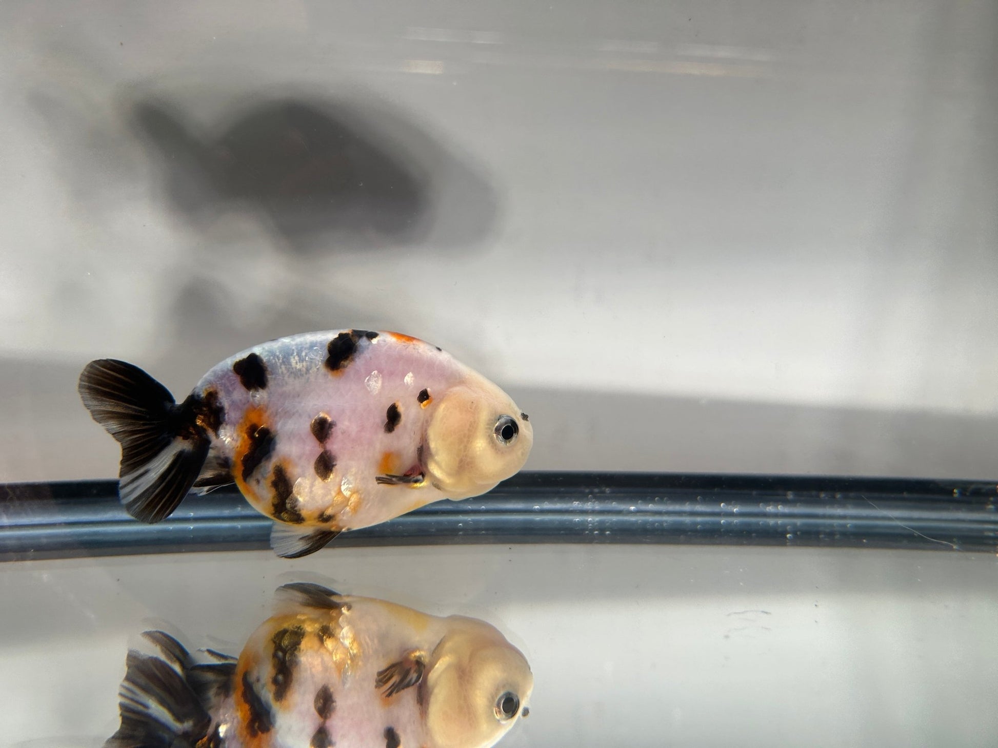 3" Calico Ranchu Goldfish – Calico O (Individual Fish) - Lunar Fancies