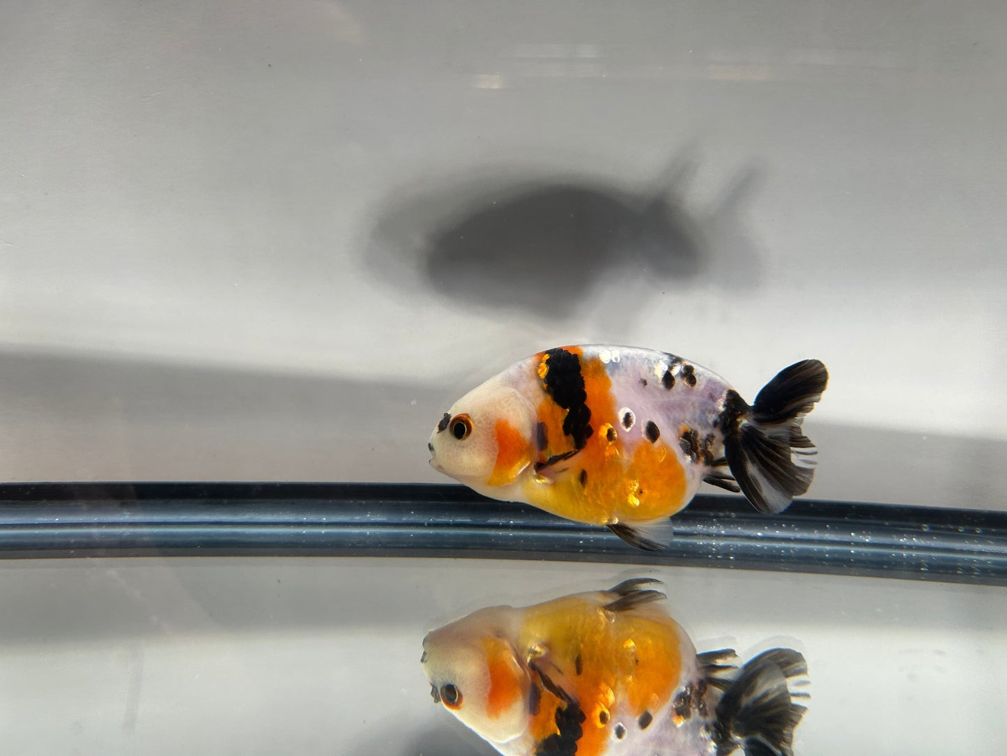 3" Calico Ranchu Goldfish – Calico O (Individual Fish) - Lunar Fancies