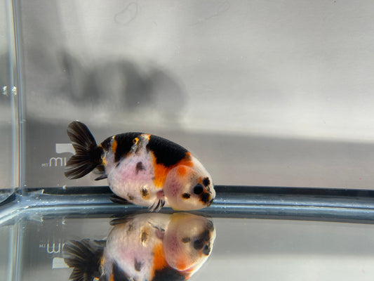 3" Calico Ranchu Goldfish – Calico P (Individual Fish) - Lunar Fancies