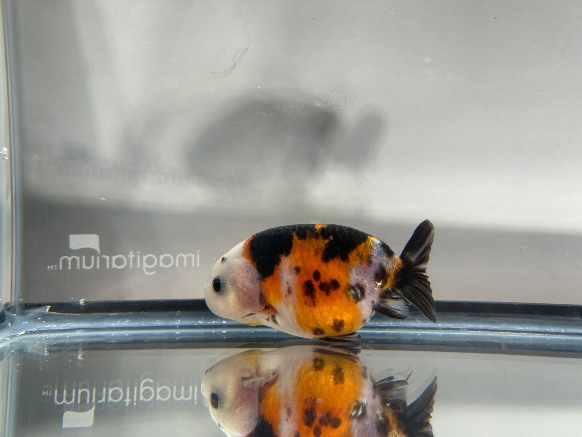 3" Calico Ranchu Goldfish – Calico P (Individual Fish) - Lunar Fancies