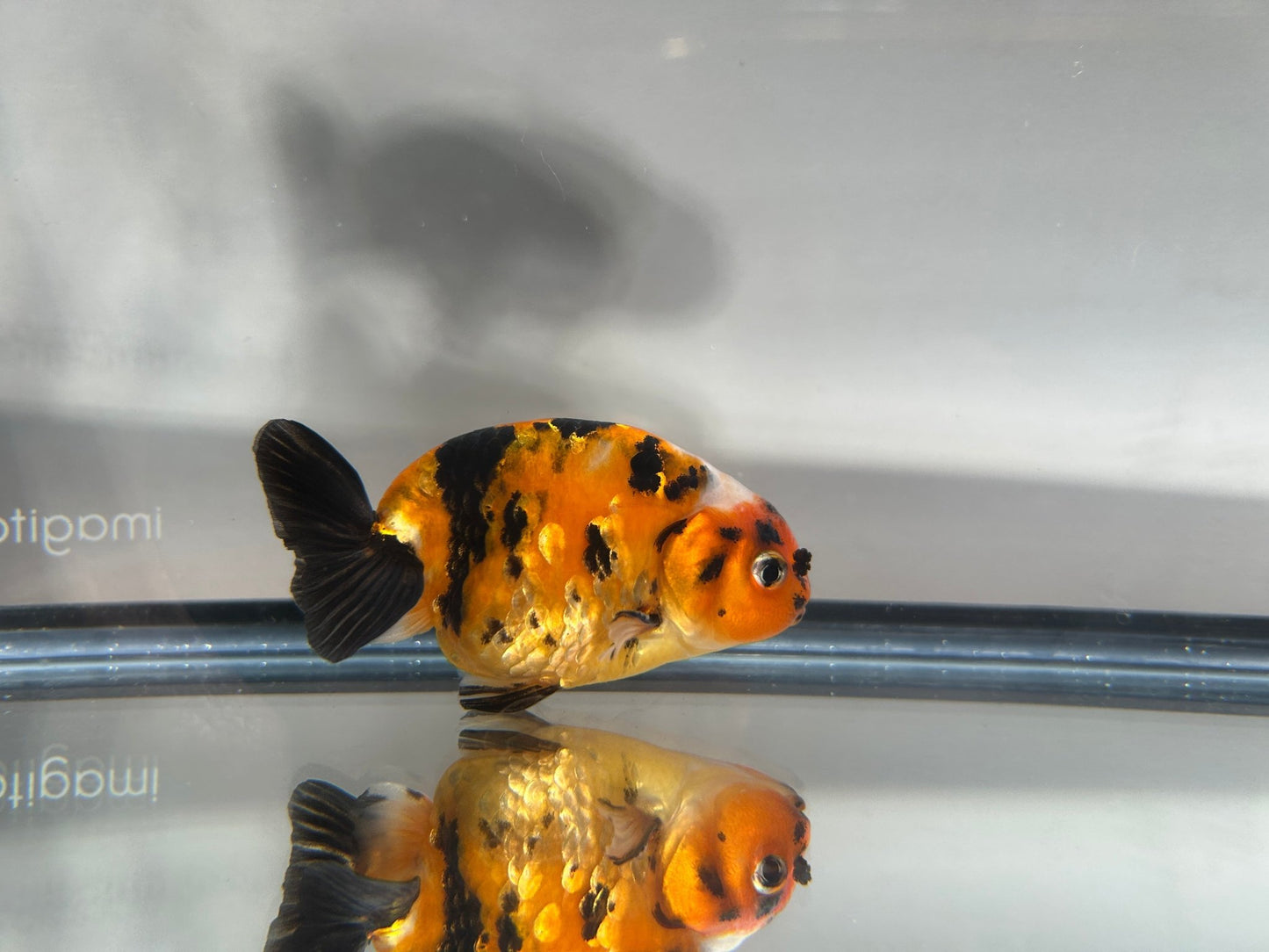 3" Calico Ranchu Goldfish – Calico Q (Individual Fish) - Lunar Fancies