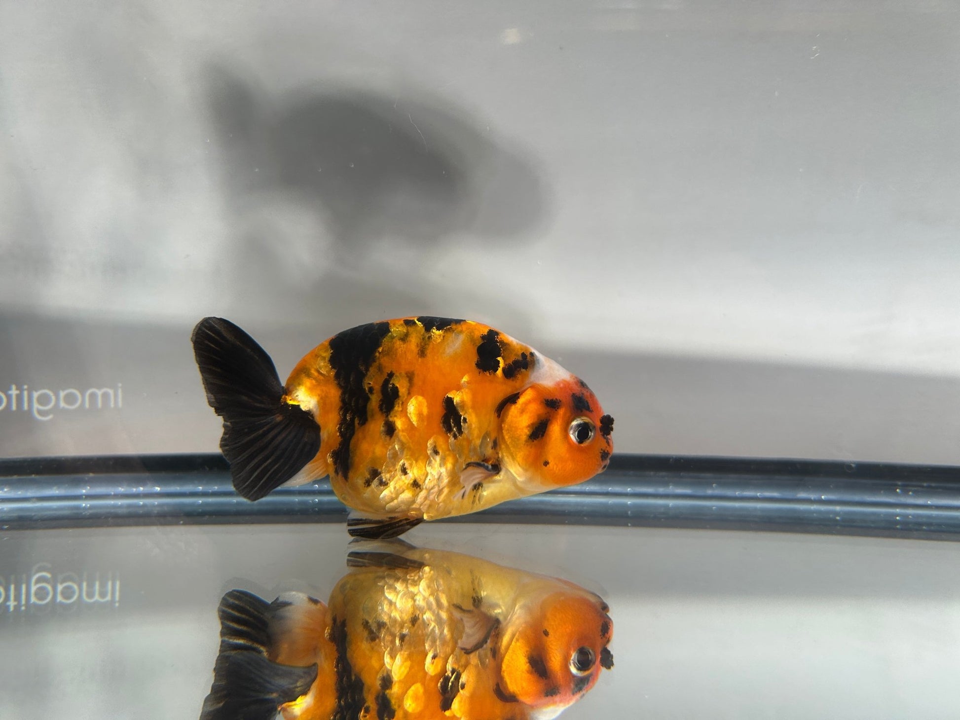 3" Calico Ranchu Goldfish – Calico Q (Individual Fish) - Lunar Fancies