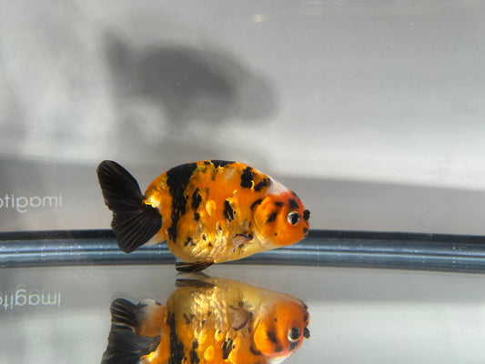 3" Calico Ranchu Goldfish – Calico Q (Individual Fish) - Lunar Fancies