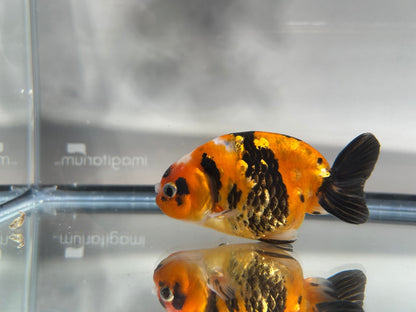 3" Calico Ranchu Goldfish – Calico Q (Individual Fish) - Lunar Fancies