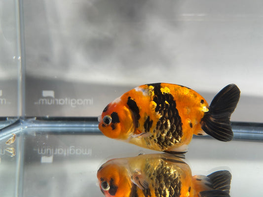 3" Calico Ranchu Goldfish – Calico Q (Individual Fish) - Lunar Fancies