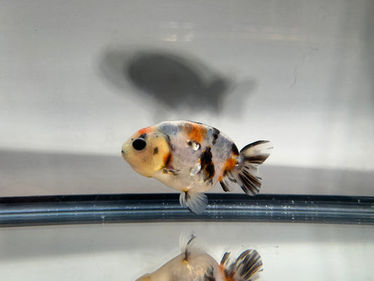 3" Calico Ranchu Goldfish – Calico R (Individual Fish) - Lunar Fancies