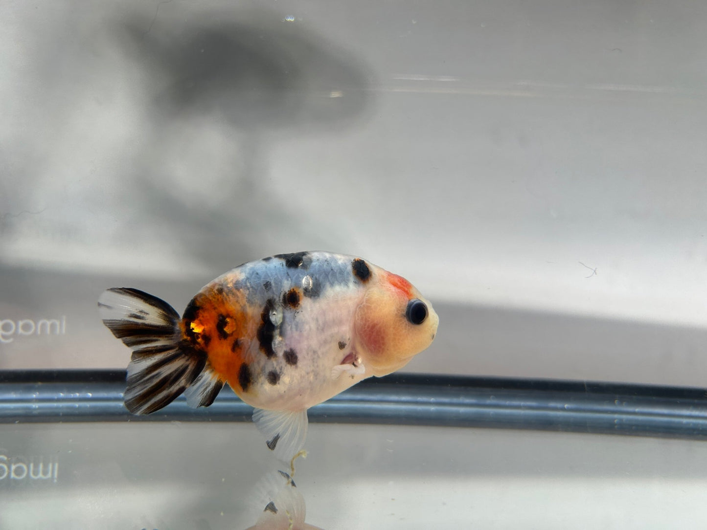 3" Calico Ranchu Goldfish – Calico R (Individual Fish) - Lunar Fancies
