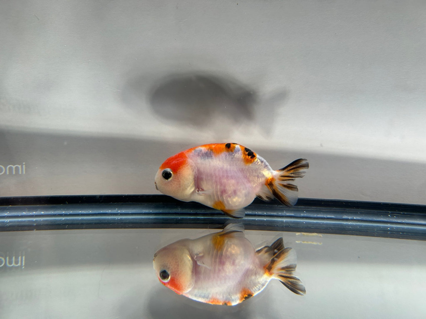 3" Calico Ranchu Goldfish – Calico S (Individual Fish) - Lunar Fancies