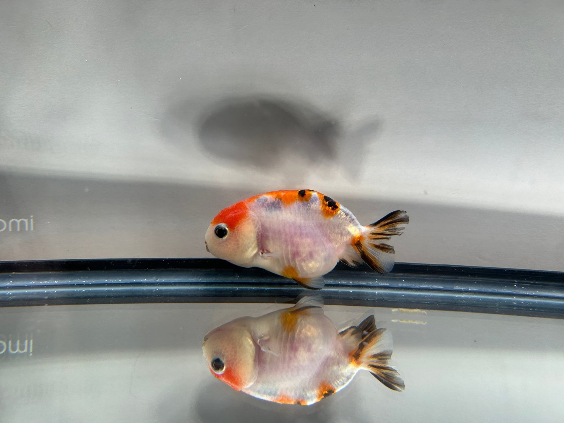 3" Calico Ranchu Goldfish – Calico S (Individual Fish) - Lunar Fancies