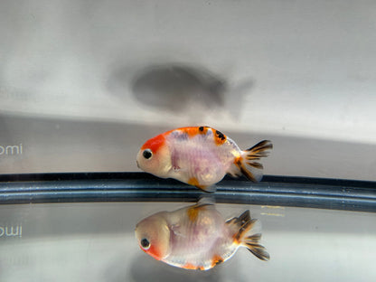 3" Calico Ranchu Goldfish – Calico S (Individual Fish) - Lunar Fancies