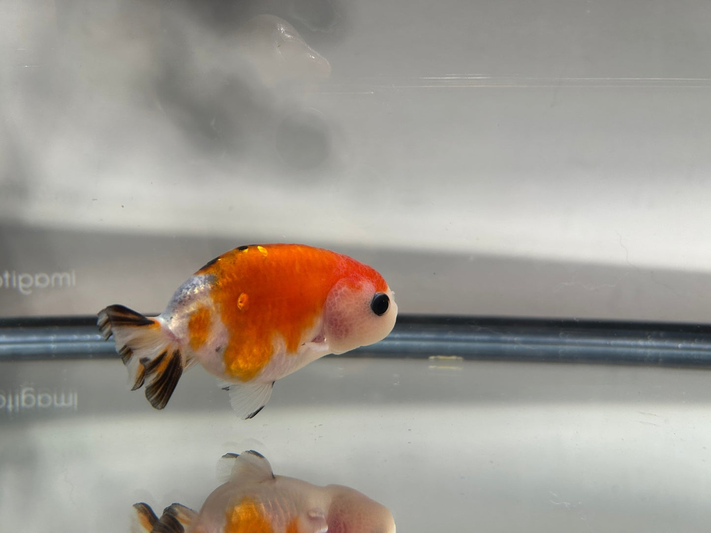 3" Calico Ranchu Goldfish – Calico S (Individual Fish) - Lunar Fancies