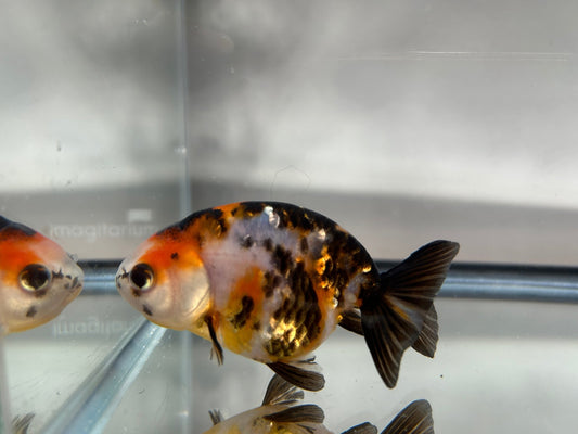 3" Calico Ranchu Goldfish – Calico T (Individual Fish) - Lunar Fancies