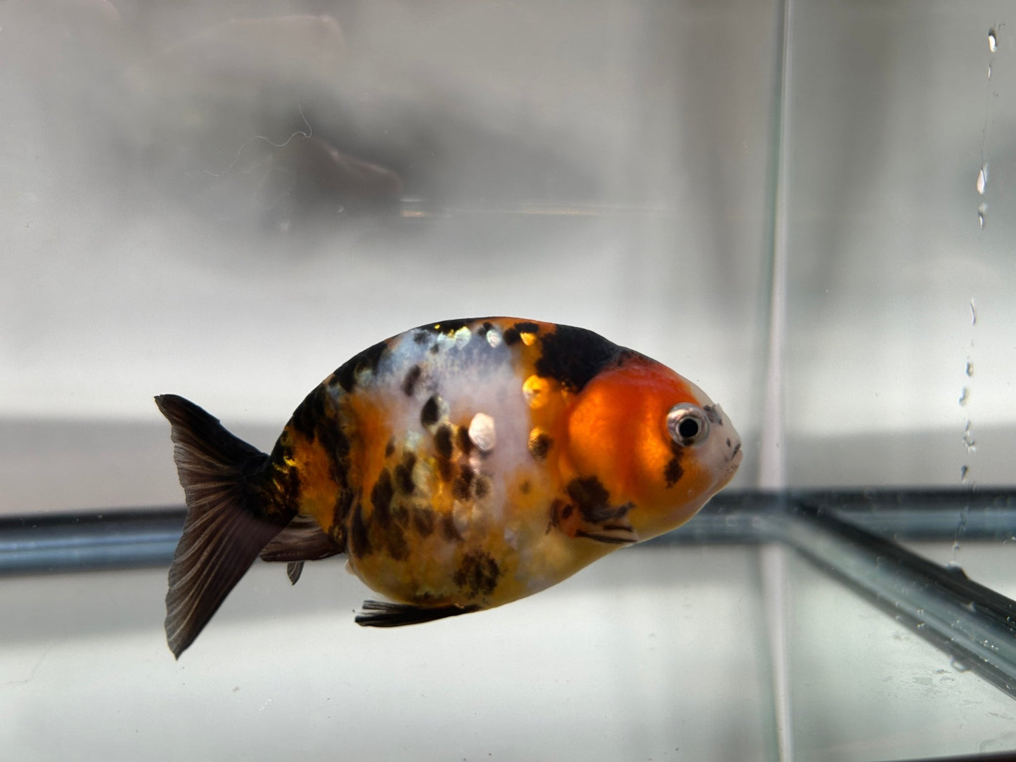3" Calico Ranchu Goldfish – Calico T (Individual Fish) - Lunar Fancies