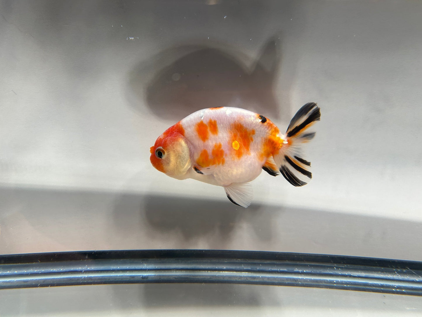 3" Calico Ranchu Goldfish – Calico U (Individual Fish) - Lunar Fancies