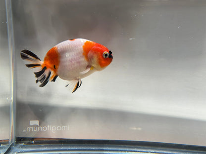 3" Calico Ranchu Goldfish – Calico U (Individual Fish) - Lunar Fancies