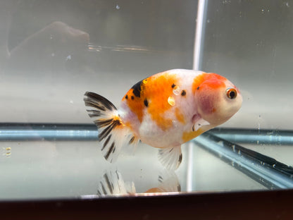3" Red & White Ranchu Goldfish - Red&White B (Individual Fish) - Lunar Fancies