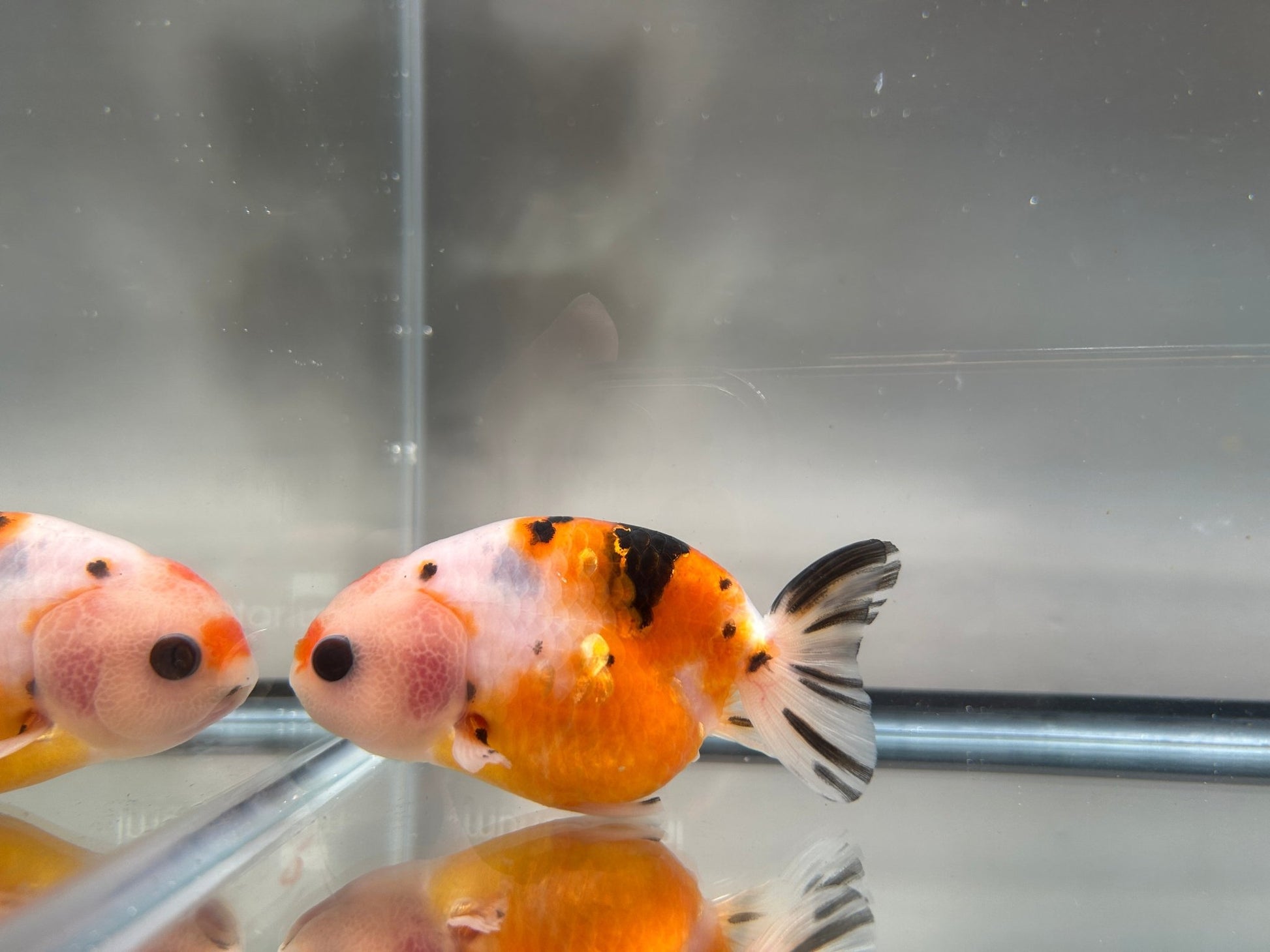 3" Red & White Ranchu Goldfish - Red&White B (Individual Fish) - Lunar Fancies