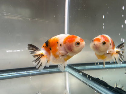 3" Red & White Ranchu Goldfish - Red&White B (Individual Fish) - Lunar Fancies