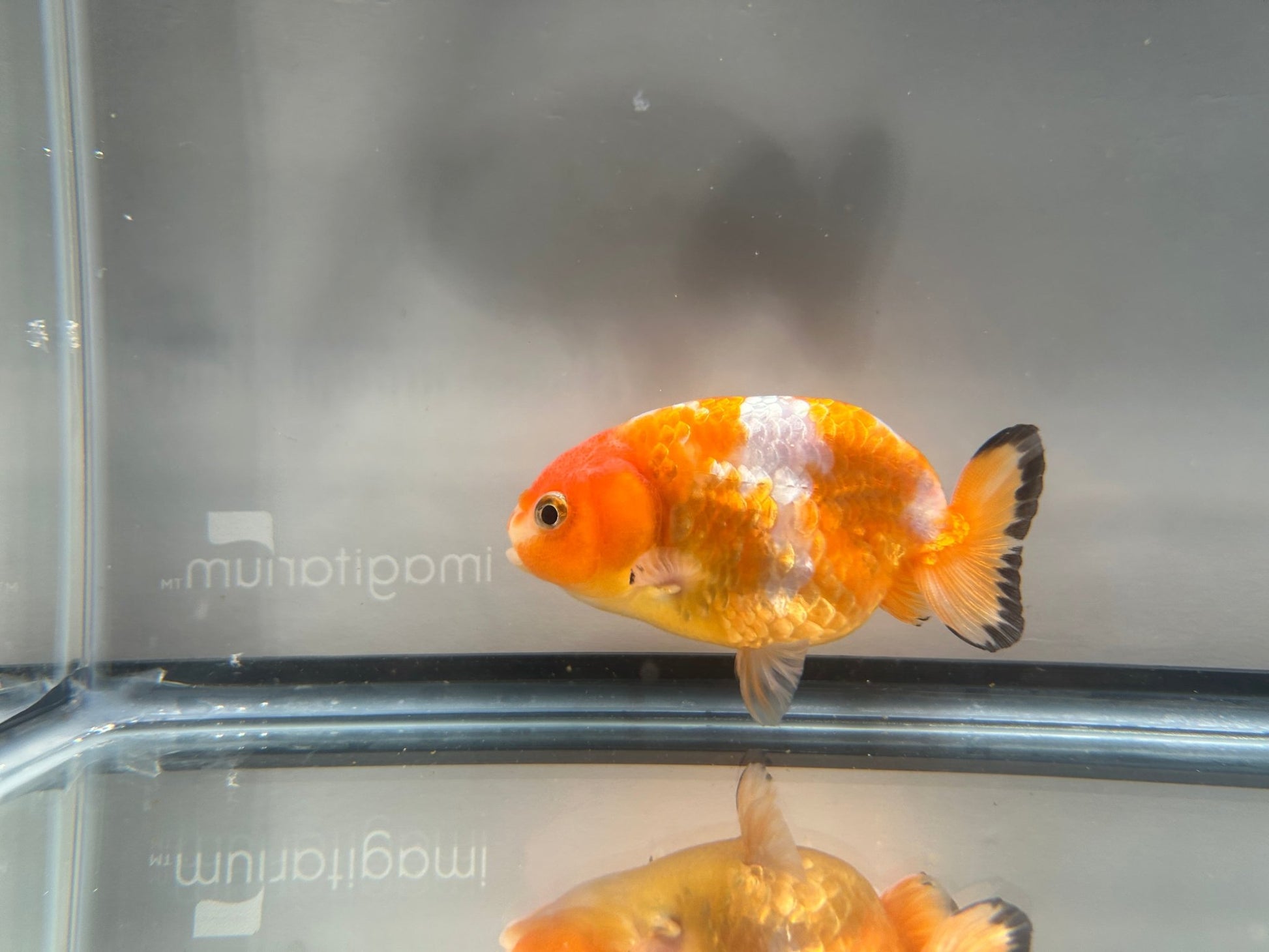 3" Red & White Ranchu Goldfish - Red&White C (Individual Fish) - Lunar Fancies