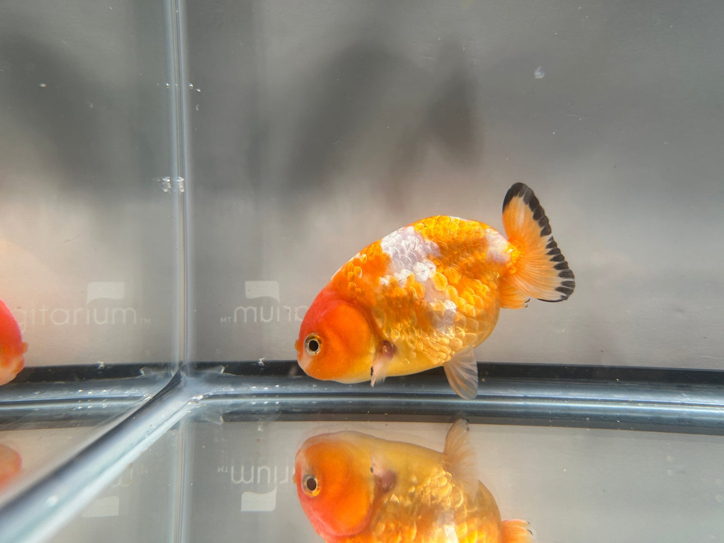 3" Red & White Ranchu Goldfish - Red&White C (Individual Fish) - Lunar Fancies