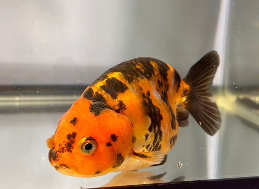 3" Tiger Ranchu Goldfish – Tiger A (Individual Fish) - Lunar Fancies