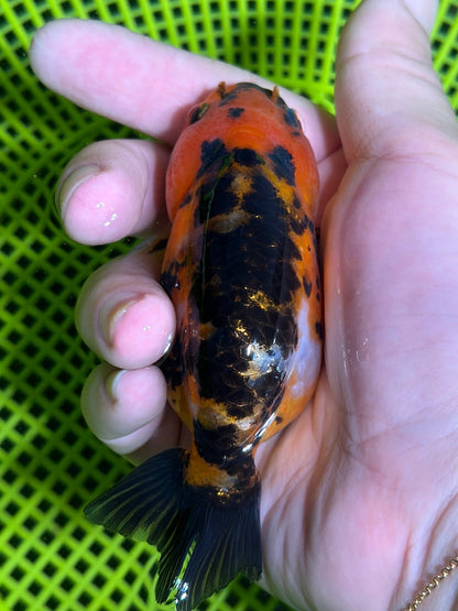 3" Tiger Ranchu Goldfish – Tiger A (Individual Fish) - Lunar Fancies